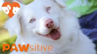 You Won't Believe This Dog is Special Needs | PAWsitive 🧡