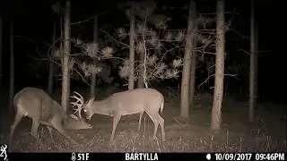 Whitetail Habitat Consulting