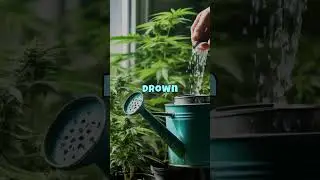Beginner's Guide: Grow Your Own Cannabis at Home 🌱💡 | Tips for Indoor & Outdoor Success