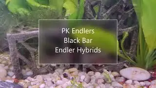 PK Endlers: Courtship Behavior: Black Bar Endlers  #fishkeeping #freshwater
