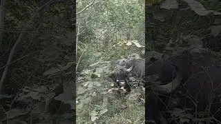 Attacked by Indian Bison(Gaur)... almost 😂