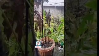 RAIN 🌧️ Relaxing sound 🌧️#maringph  #shorts #rain