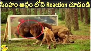 అద్దం లో Animals Reactions ని చూడండి  || Animals Funny Reactions  || ALK Facts