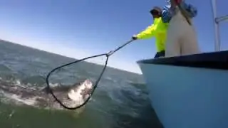 Long Island Striped bass - Fire island inlet