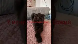 #cricket #cat #милота #юмор #кот #веселыекоты #мишелька #котик #cute
