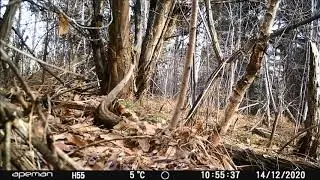 Piemonte - Valli di Lanzo      primo  fototrappolaggio