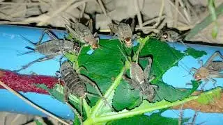 Best Video Shorts Cricket, egg-laying or fertilizing family planning