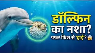 समुद्र का Puff, Puff, Pass गेम | डॉल्फिन और पफर फिश की हैरान करने वाली कहानी | Dolphins Story Hindi