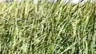 Spartina alterniflora-smooth cordgrass