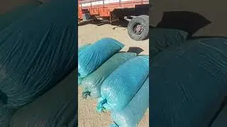 #youtubeviral #silagem #agro #venturosa #agreste #nordeste #pernambuco #brasil #youtube.com
