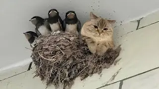Когда живёшь с котом-экстравертом 😂😹 Забавное поведение кошек