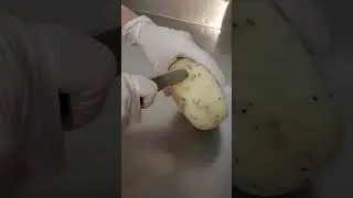 Cutting truffle cheese 🧀 Caciottina al tartufo