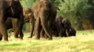 Elephant Herd @ Kabini