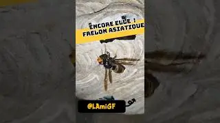 Encore elle!! Frelons Asiatique
