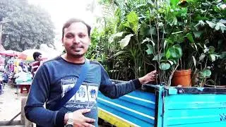 World Climate Change Awareness Society's Dhaka city Trees plantation activities..
