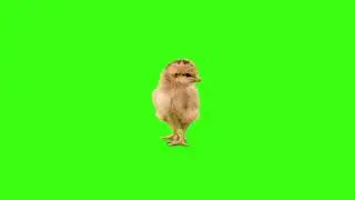 Green screen | Chick | Video background | Footage | Download | №73