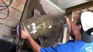 Flathead Catfish State Record
