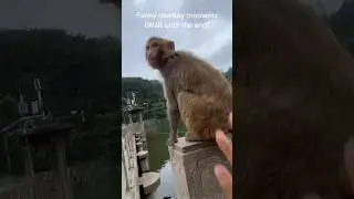 Silly monkeys and their interactions with humans.