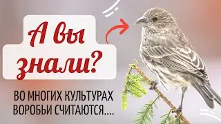 🔴А вы знали? Во многих культурах воробьи считаются... Истории
