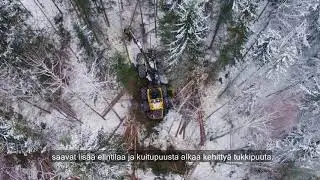Harvennus tuo puille lis&auml;&auml; kasvutilaa