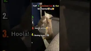 Top 4 Most Hilarious Rat Fails Ever Captured!😆 #funny  #rats #cat