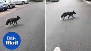 Foxy business: Rare silver fox is spotted running loose in Sale - Daily Mail