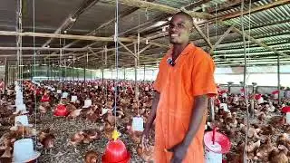 rabbit cages poultry cages and movable solar dryers construction made simpler at affordable costs 🤞