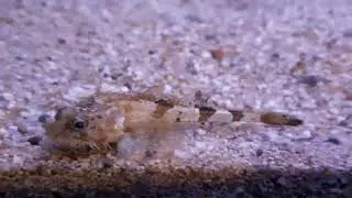 Hooknose (Agonus cataphractus)