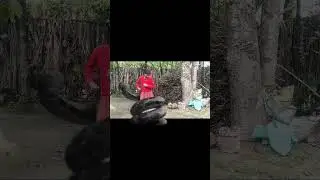 green screen snake attack#short video..&lrm;@rkadivasiassame2647&nbsp;