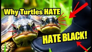 Did You Know ? Why Turtle's Hates Black Color