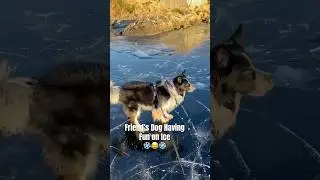 Friend&rsquo;s Dog Having Fun on Ice #dog #dogonice #dogonsnow #dogfunnyvideos
