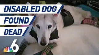 Disabled Dog Found Dead After Being Stolen