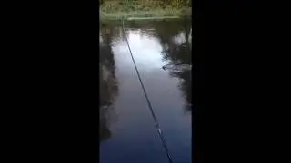 Słupia HOL ŁOSOSIA metrowiec