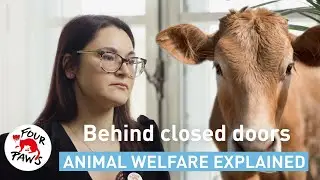 Behind closed doors: the reality of live animal transport | FOUR PAWS | [SUBS]