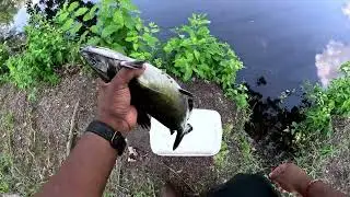 Catching Nice catfish in pond using setline method