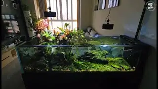 Unbelievable Aquarium Setup: Betta Fish, Goldfish, Tropical and Koi Fish Care Tips #859