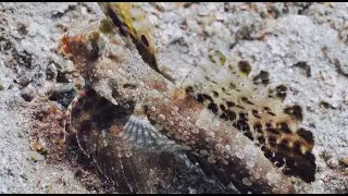 Lembeh J4