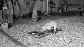 The foxes in my Yorkshire garden in the dead of night 