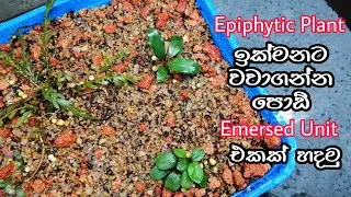 How to Grow Aquarium Epiphytic Plants Quickly  #Emersed #Bucephalandra #Anubias