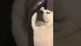 狗也是液體~#FunnyDog #DogSleeping #CuteDog #AnimalComedy #DogExpressions #FunnyAnimals #AdorablePets