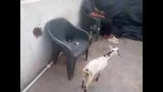 Al Mas goat farm uttam Naka naya bakra 3 Bhari Bhari bakre