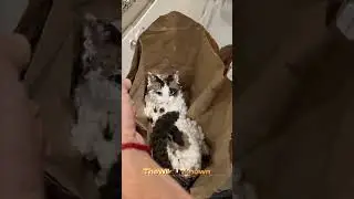 New Cat in Town
