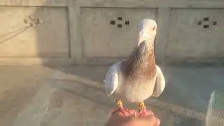 Morning time//hand tame pigeon flying