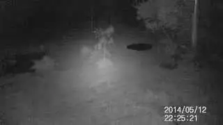 Hunting camera Redleaf RD1000 - night vision