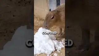 Animals Seeing Snow For The First Time!