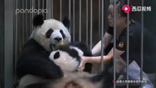 🐼Giant Panda| Wanna trade my baby with apple? No way! 想用苹果换我闺女，没门!