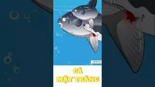 C&Aacute; MẶT TRĂNG - Lấy trứng đề c.h.ế.t c&aacute; mập 😂😂😂 #funny #animals #shorts #memes #hoathinh