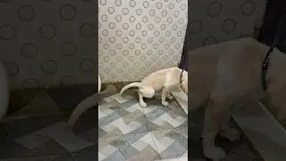 Simba ki toilet training 😎🫶🏻 #pets #love #family #trending #viral