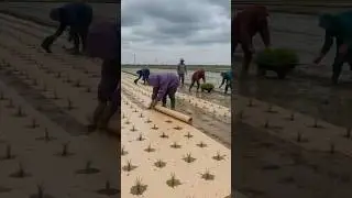 चाइना में धान ऐसे लगते है #trending #china#chineseinventions #paddy#technology #viralvideo
