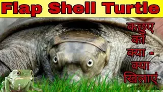 Turtle ko kya khilaye . flap shell turtle (common turtle found in india)